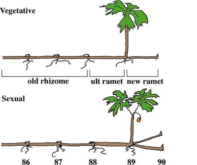 Interactions between developmental phenology, carbon movement, and storage constrain demography in the understory clonal herb <mark class="highlighted">Podophyllum</mark> peltatum L.